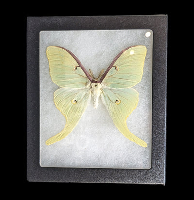 Riker Mounted Actias Luna Green Saturn Moth-Insects-Bicbugs, LLC-PaxtonGate