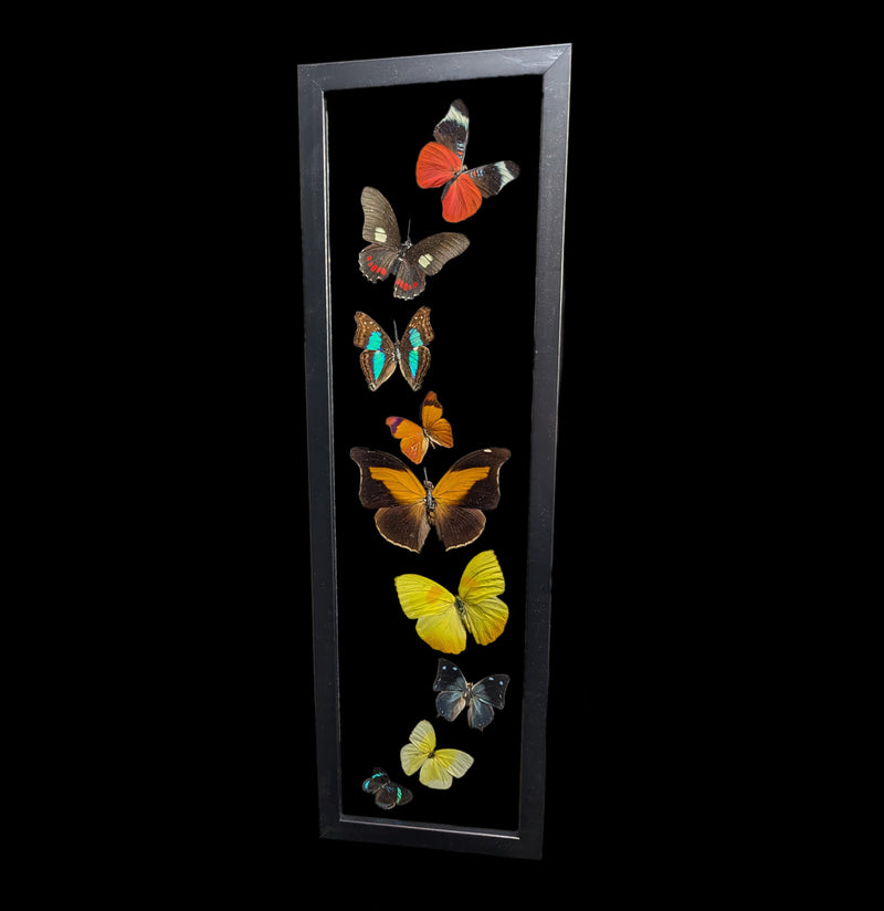 Nine Double Glass Framed Mixed Butterflies-Insects-Peru Butterflies-PaxtonGate