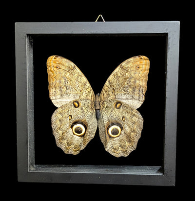 Double Glass Framed Caligo Eurilochus Butterfly-Insects-Natural Insect-PaxtonGate