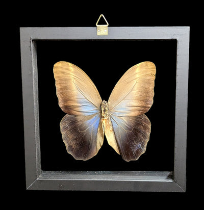 Double Glass Framed Caligo Eurilochus Butterfly-Insects-Natural Insect-PaxtonGate