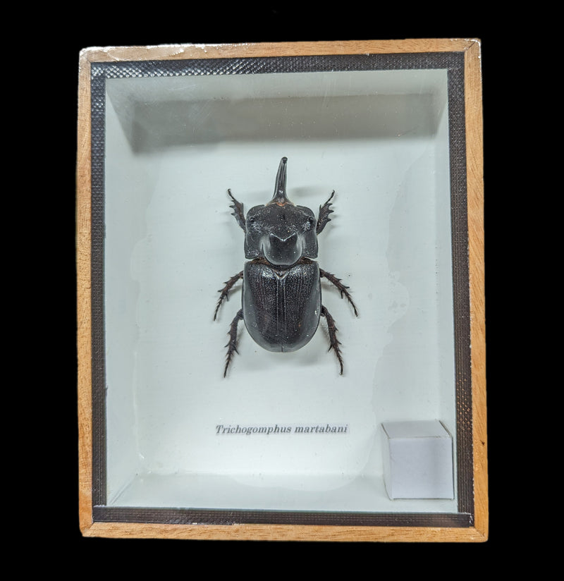 Framed Trichogomphus Martabani Rhino Beetle-Insects-VIE-PaxtonGate