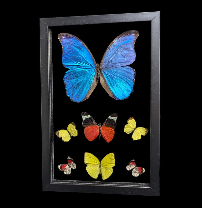 Double Glass Framed Morpho plus 6 Butterflies-Insects-Peru Butterflies-PaxtonGate