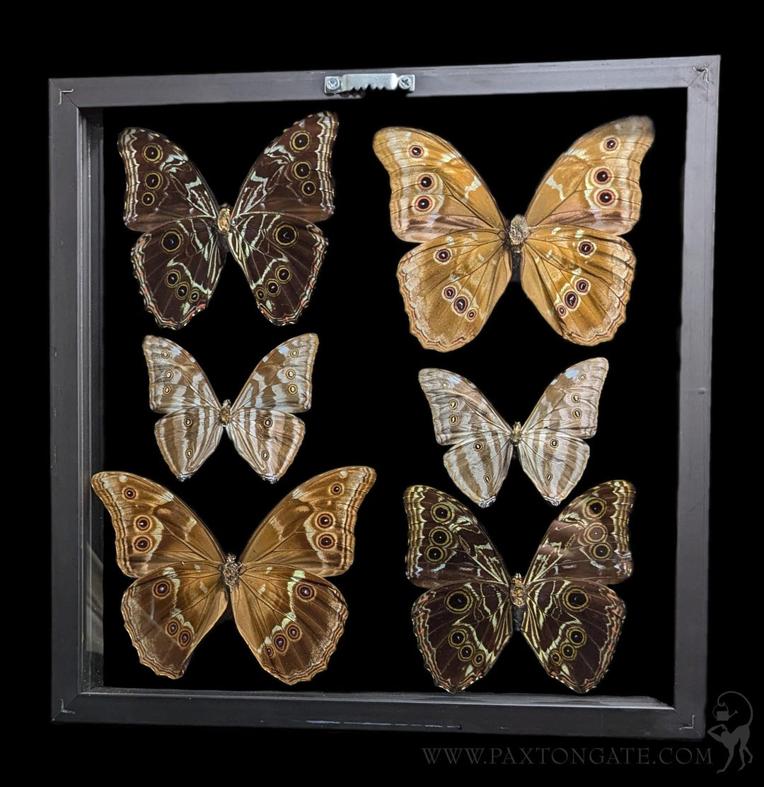 Paxton_Gate_framed_six_morpho_