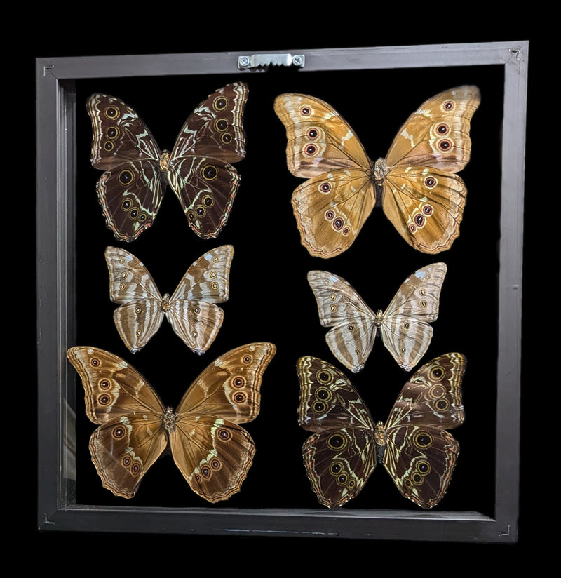 Double Glass Framed Six Blue Morpho Butterflies-Insects-Peru Butterflies-PaxtonGate