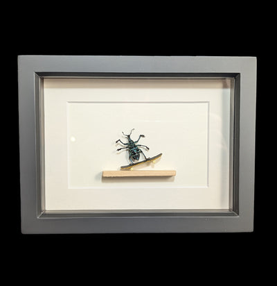 Skateboarding Beetle Diorama-Insects-Bug Under Glass-PaxtonGate