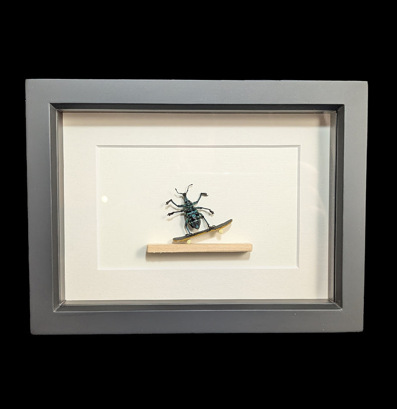 Skateboarding Beetle Diorama-Insects-Bug Under Glass-PaxtonGate