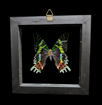 Double Glass Framed Urania Ripheus Moth-Insects-Natural Insect-PaxtonGate