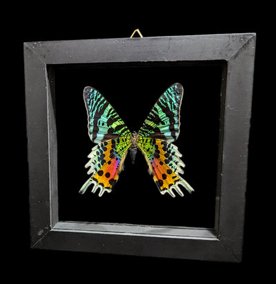 Double Glass Framed Urania Ripheus Moth-Insects-Natural Insect-PaxtonGate