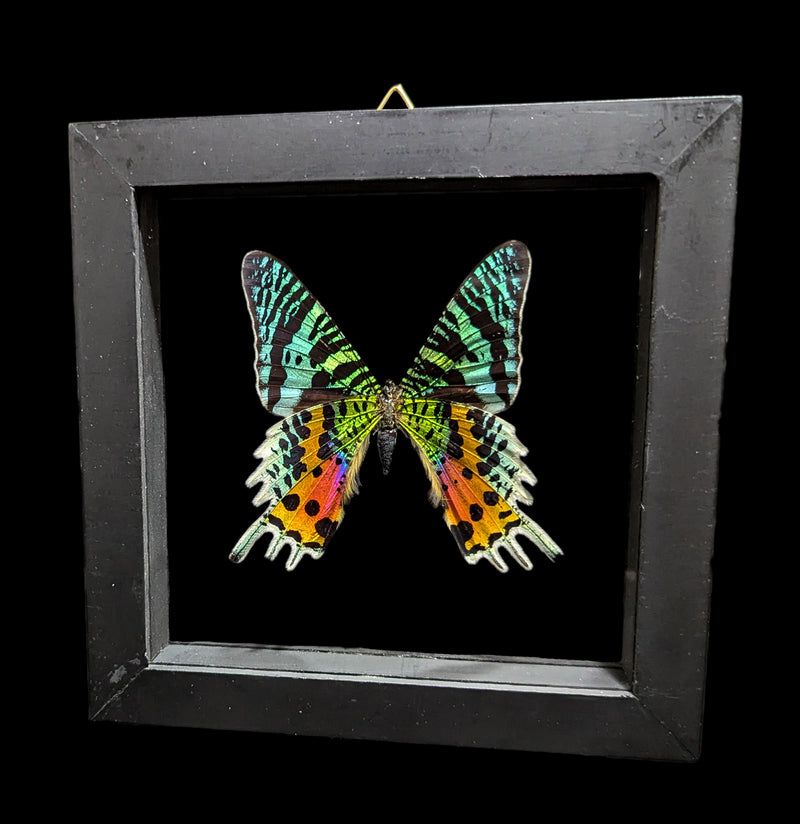 Double Glass Framed Urania Ripheus Moth-Insects-Natural Insect-PaxtonGate