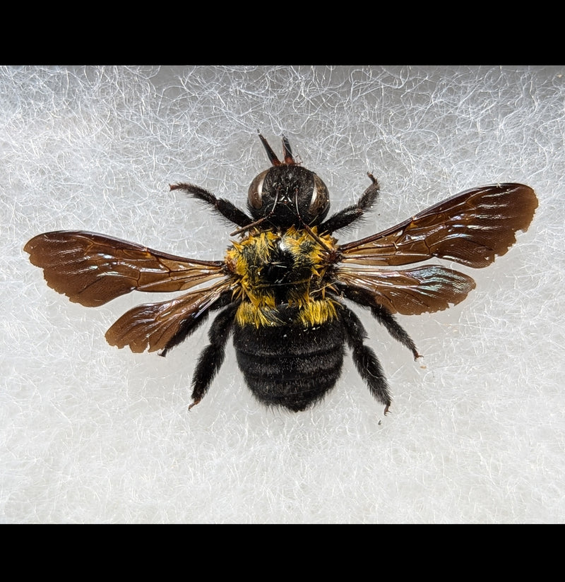 Riker Mounted Yellow Carpenter Bee-Insects-Bicbugs, LLC-PaxtonGate