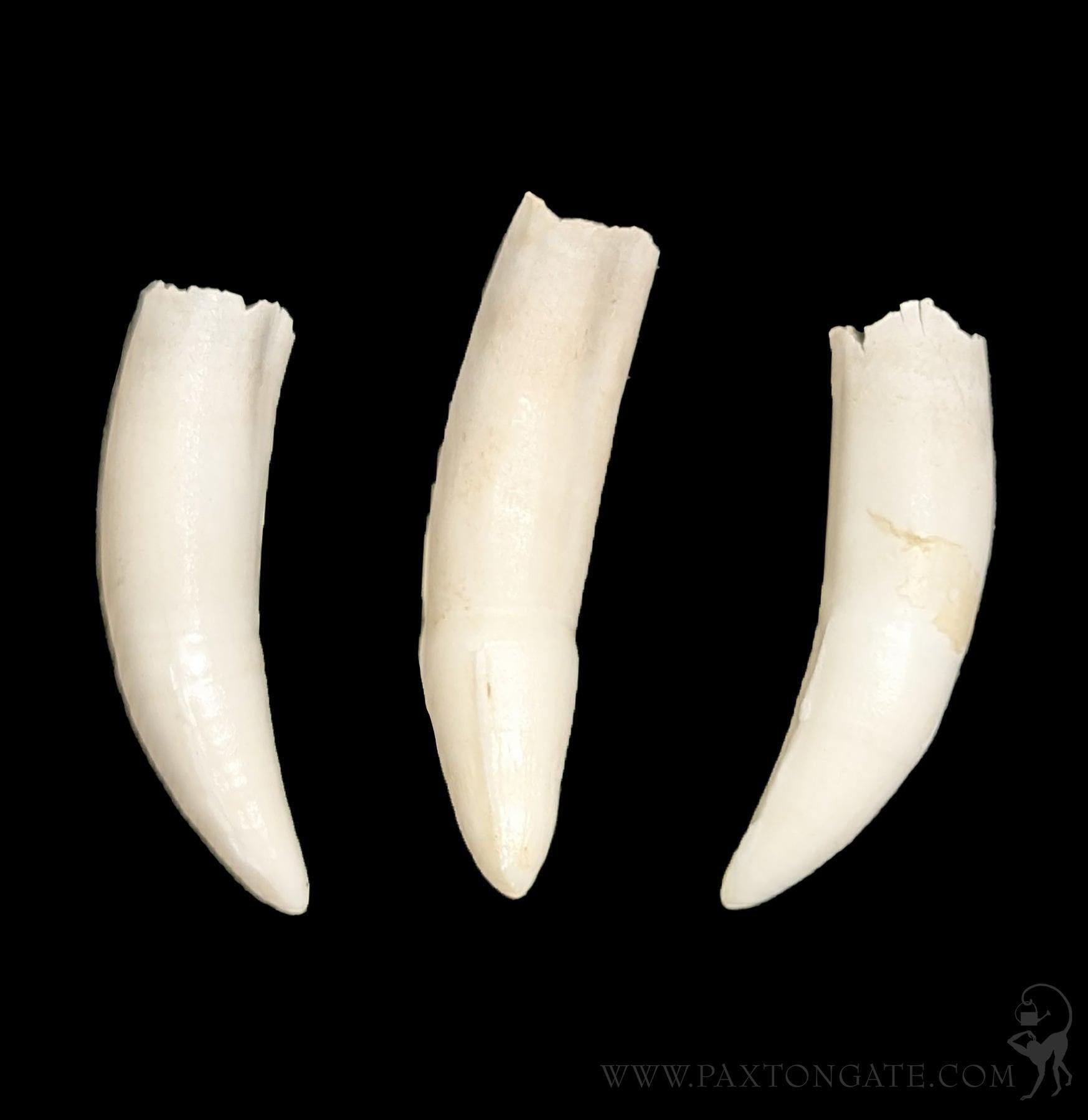 Alligator Tooth – Paxton Gate