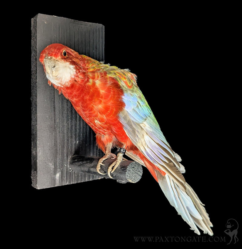 Golden Mantled Rosella Taxidermy Specimen B-Taxidermy-Kevin Triolo Taxidermy-PaxtonGate