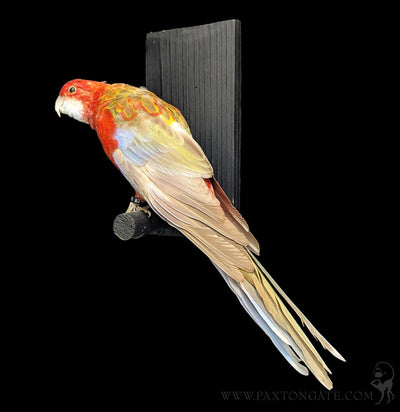 Golden Mantled Rosella Taxidermy Specimen B-Taxidermy-Kevin Triolo Taxidermy-PaxtonGate