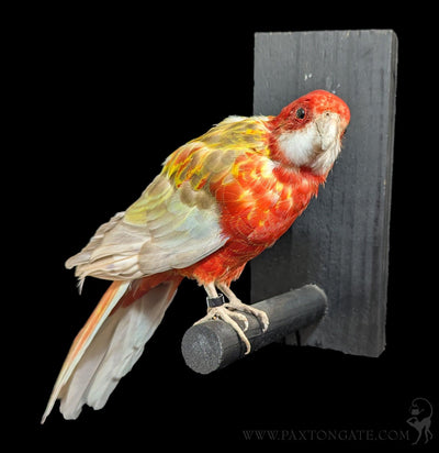 Golden Mantled Rosella Taxidermy Specimen A-Taxidermy-Kevin Triolo Taxidermy-PaxtonGate