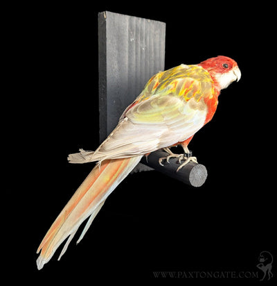 Golden Mantled Rosella Taxidermy Specimen A-Taxidermy-Kevin Triolo Taxidermy-PaxtonGate