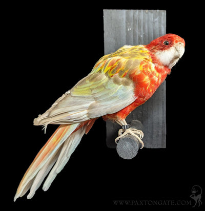 Golden Mantled Rosella Taxidermy Specimen A-Taxidermy-Kevin Triolo Taxidermy-PaxtonGate