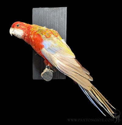 Golden Mantled Rosella Taxidermy Specimen B-Taxidermy-Kevin Triolo Taxidermy-PaxtonGate