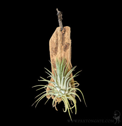 houston purple air plant Enhanced Houston Purple Tillandsia For Sale