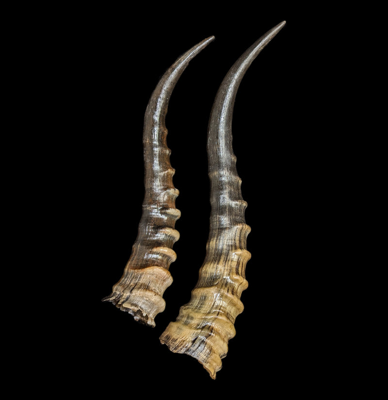 Blesbok Horn-Bones-African Crafts Market-PaxtonGate