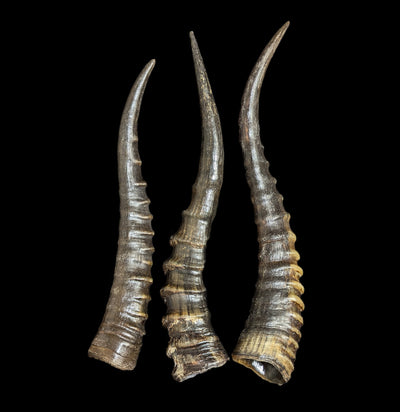 Blesbok Horn-Bones-African Crafts Market-PaxtonGate