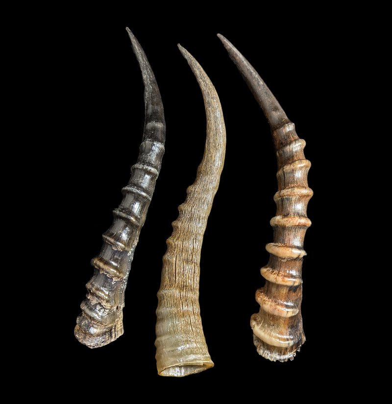 Blesbok Horn-Bones-African Crafts Market-PaxtonGate