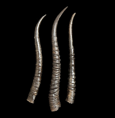 Springbok Horn-Bones-African Crafts Market-PaxtonGate