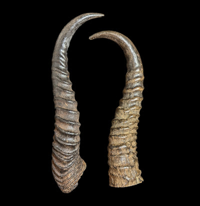 Springbok Horn-Bones-African Crafts Market-PaxtonGate