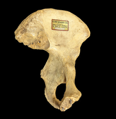 Human Ilium Bone-Bones-Janelle Fitzpatrick-PaxtonGate