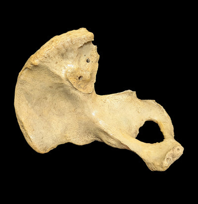 Human Ilium Bone-Bones-Janelle Fitzpatrick-PaxtonGate