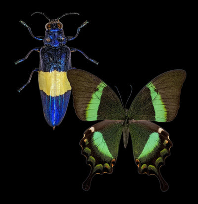 Paxton Gate Insect Spreading Kit-Insects-Paxton Gate-PaxtonGate