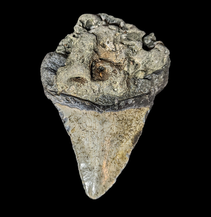 Megalodon Tooth Specimen 