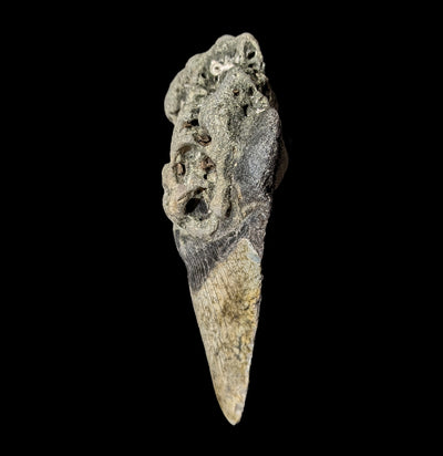 Megalodon Tooth Specimen #54-Fossils-JT Shark Teeth Co-PaxtonGate