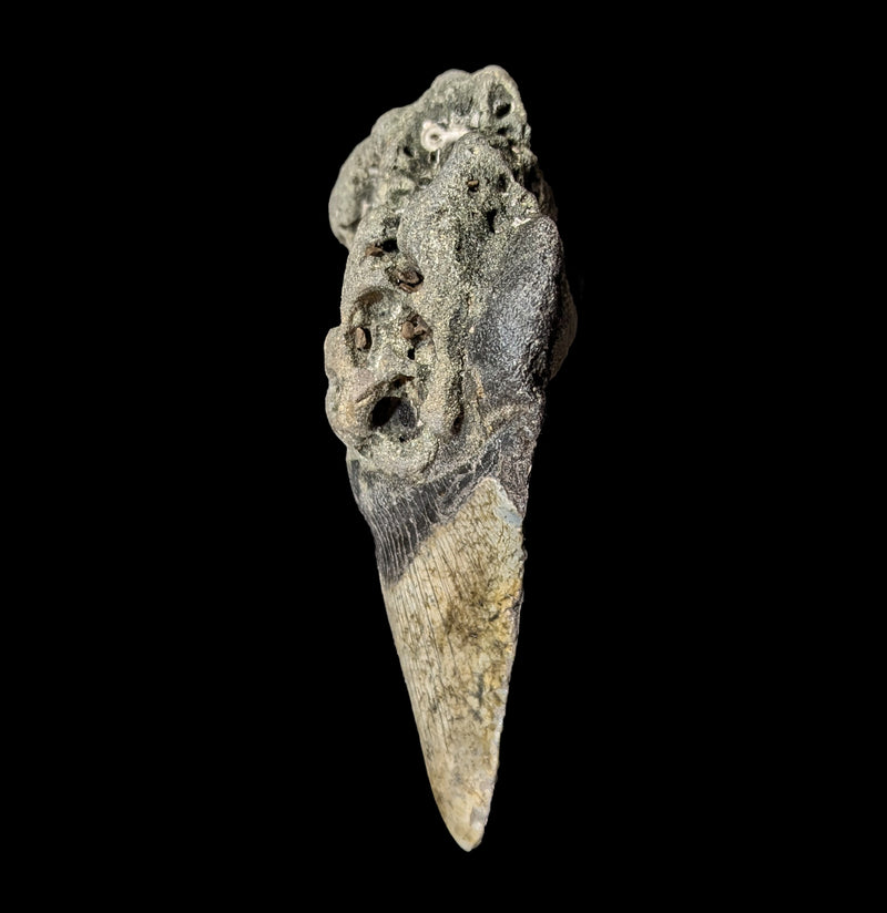 Megalodon Tooth Specimen 