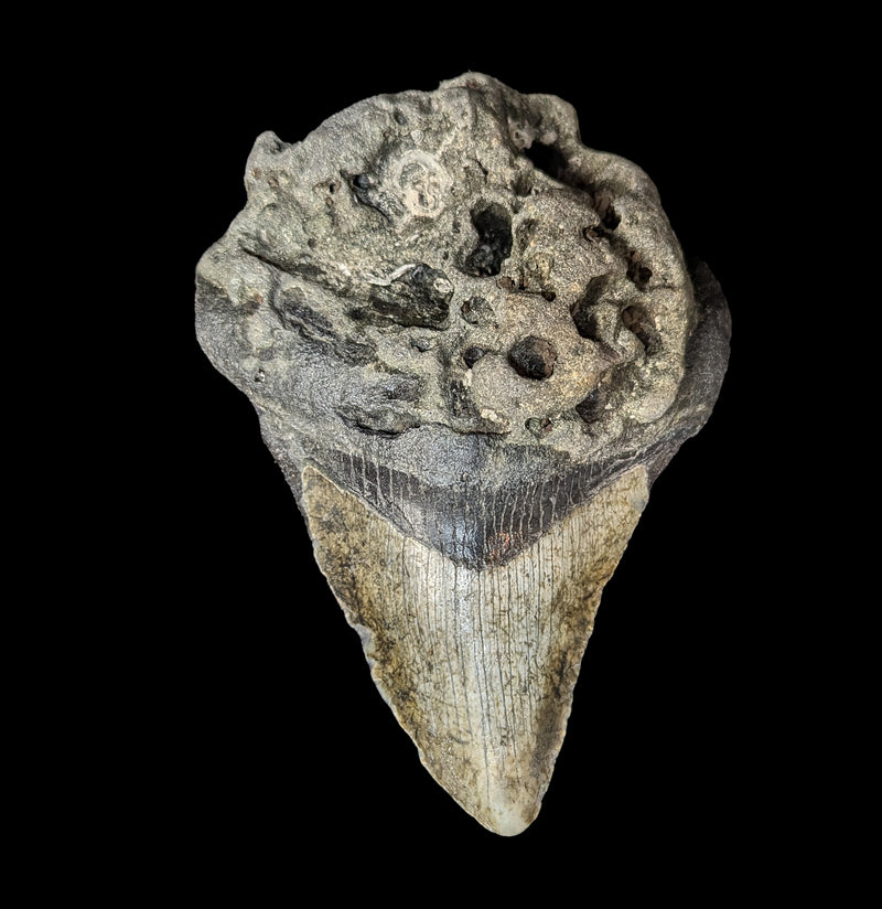Megalodon Tooth Specimen 