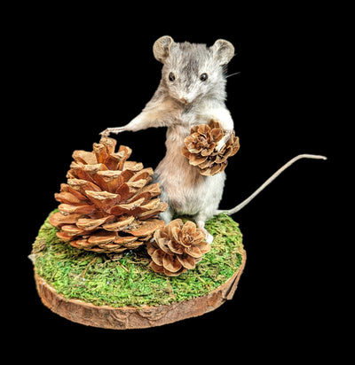 Taxidermy Mouse Amongst The Pinecones-Taxidermy-Classic mouse parade-PaxtonGate