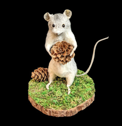 Taxidermy Mouse Holding A Pinecone-Taxidermy-Classic mouse parade-PaxtonGate
