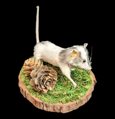 Taxidermy Mouse On All Fours With Pinecones-Taxidermy-Classic mouse parade-PaxtonGate