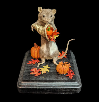 Taxidermy Mouse With Cornucopia-Taxidermy-Classic mouse parade-PaxtonGate