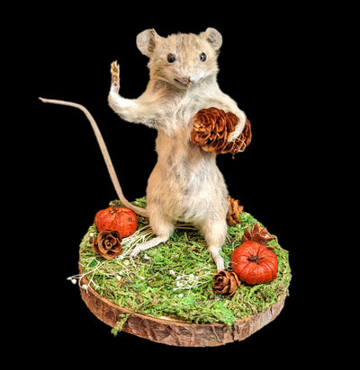 Taxidermy Mouse With Pumpkins-Taxidermy-Classic mouse parade-PaxtonGate