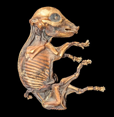 Mummified Fetal Pig