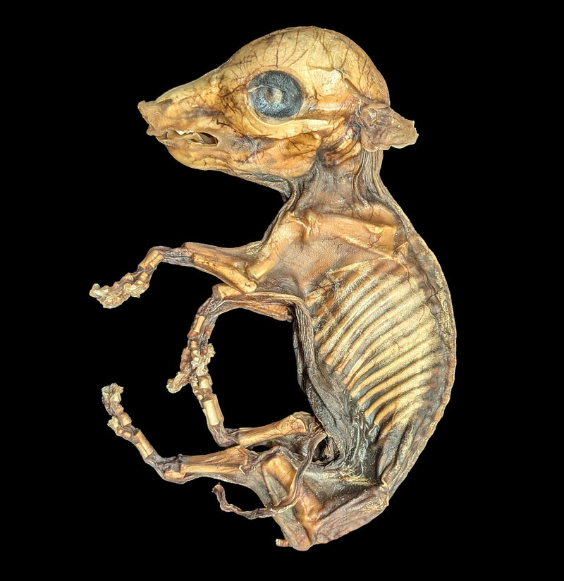 Mummified Fetal Pig