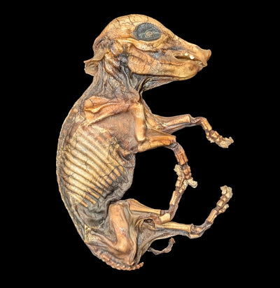 Mummified Fetal Pig