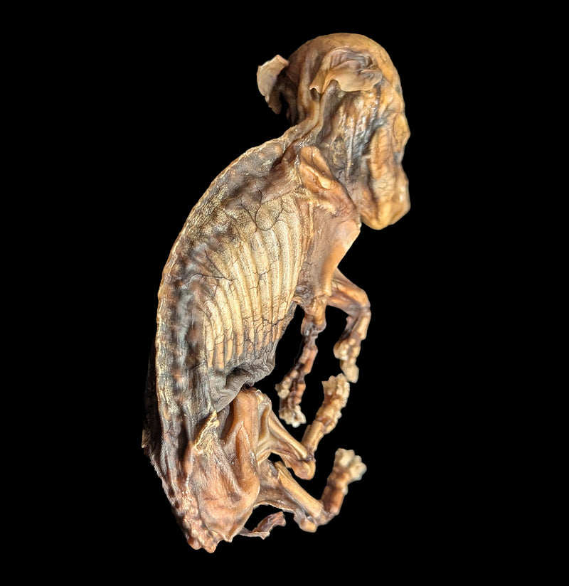 Mummified Fetal Pig