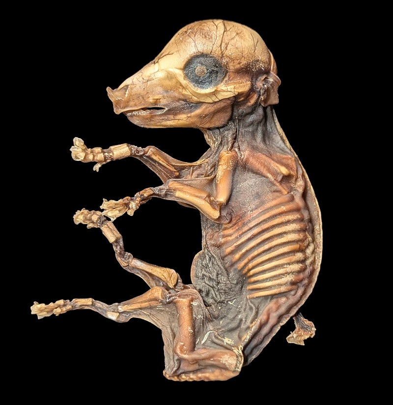 Mummified Fetal Pig