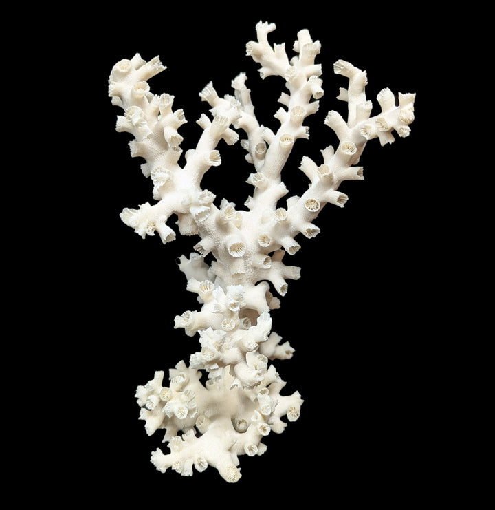 Paxton_Gate_octo_coral2_720x. Paxton_Gate_octo_coral2_720x.