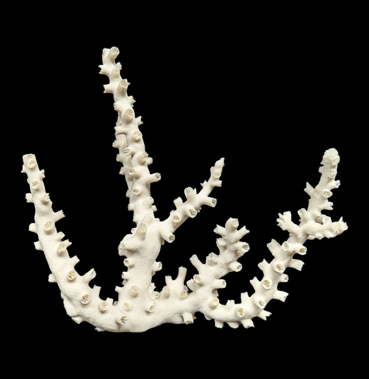 Octopus Coral For Sale | Paxton Gate