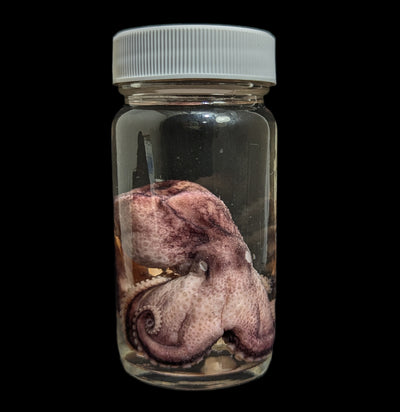 Octopus Wet Specimen-WetSpecimn-ANATOMIKA-PaxtonGate