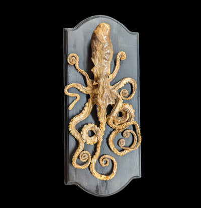 Large Octopus Mount-Taxidermy-Scientific Woman-PaxtonGate