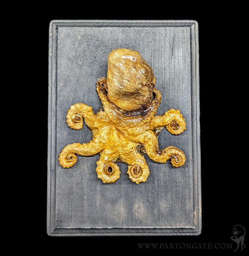 Small Octopus Mount – Paxton Gate