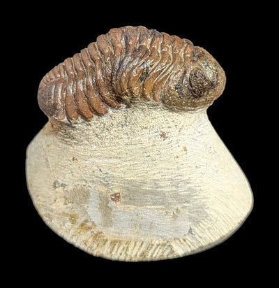 Phacops Rana Trilobite Fossil in Matrix Specimen B-Fossils-Sahara Overland-PaxtonGate